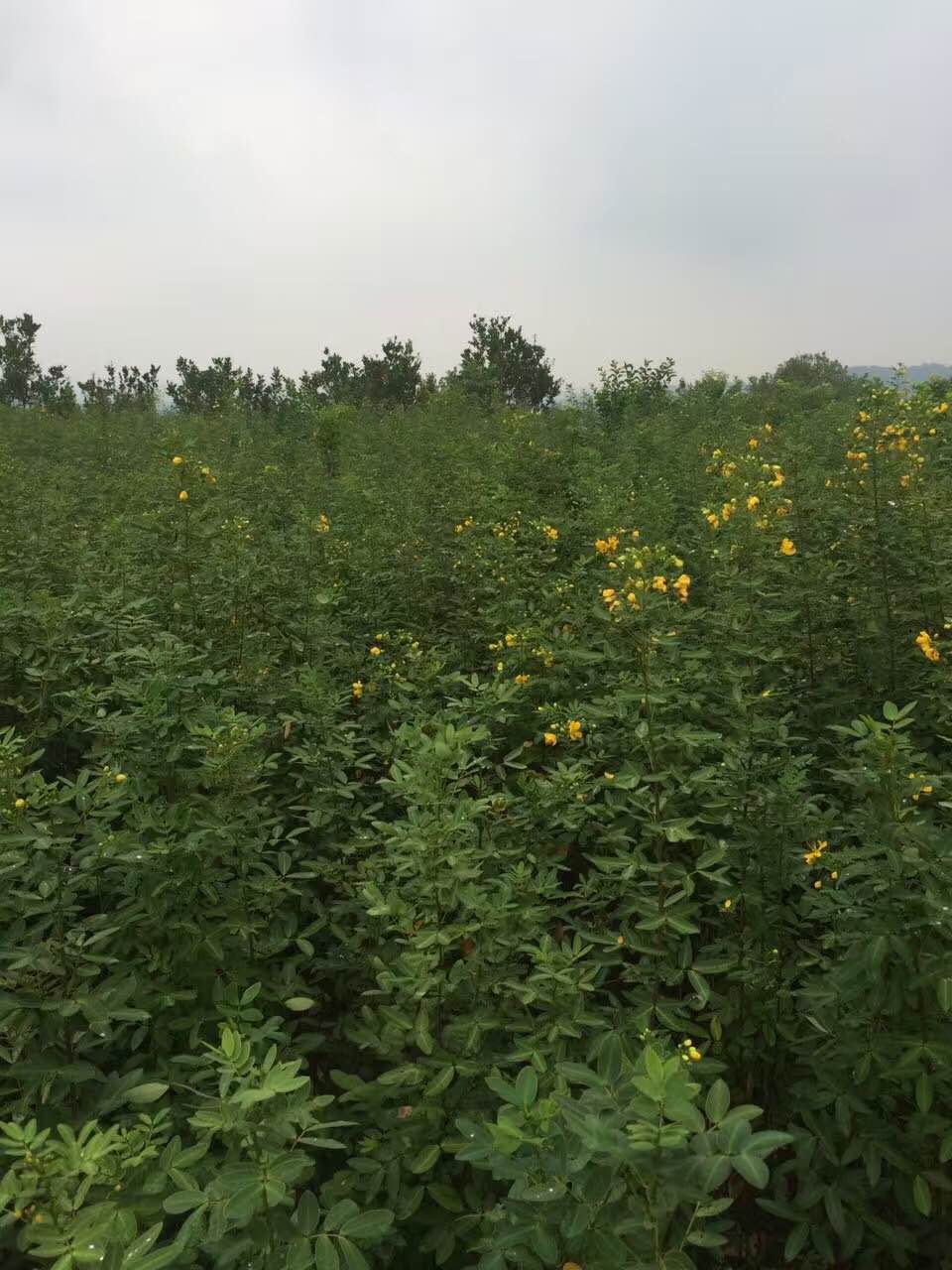 黃花槐苗